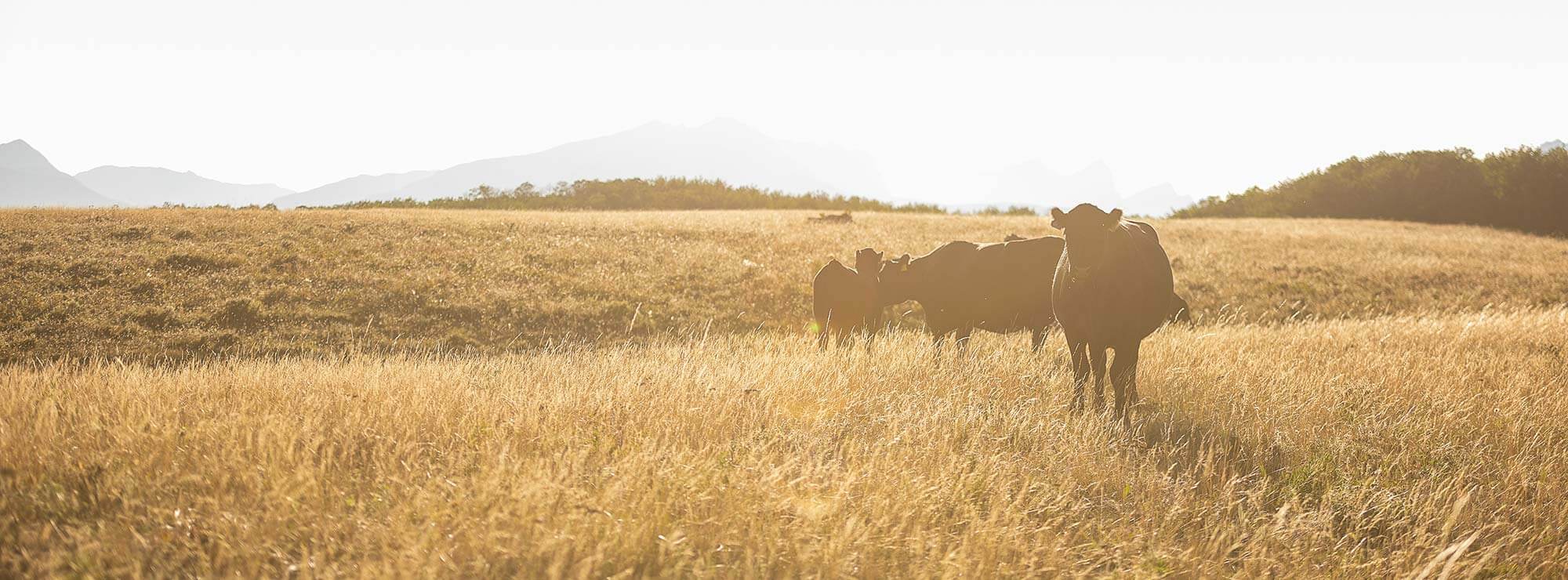 Cows in a Field