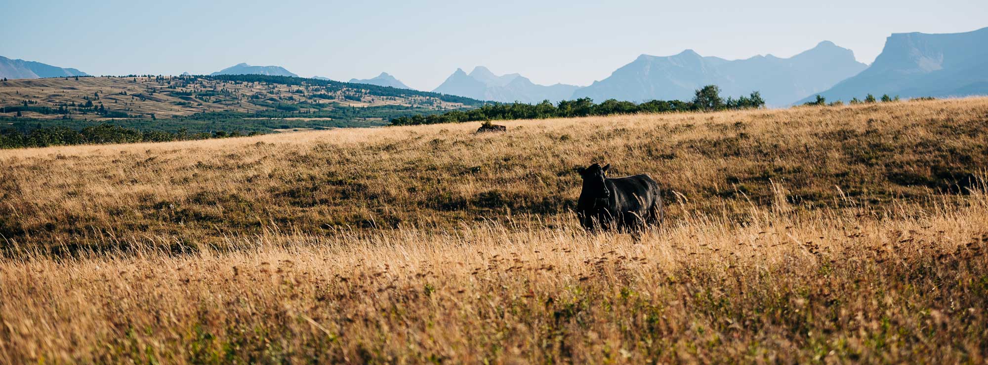 Field with Mountain Range in the Distance