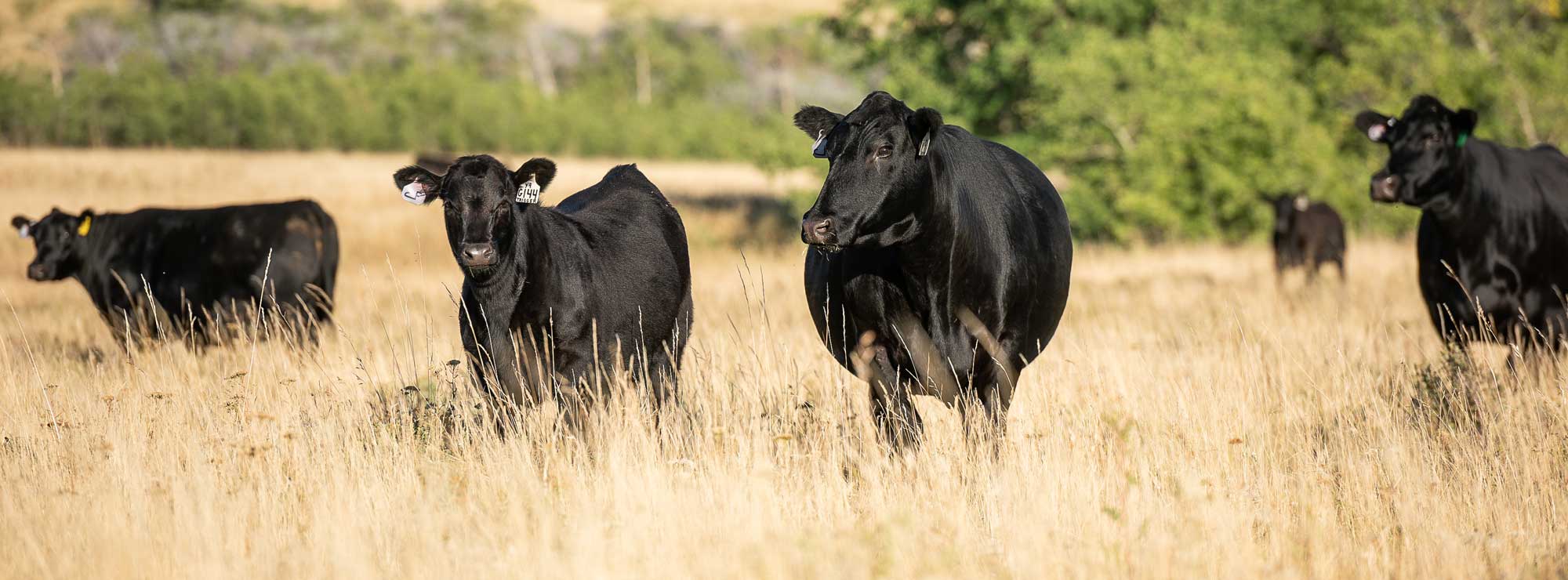 Cows in tall grass