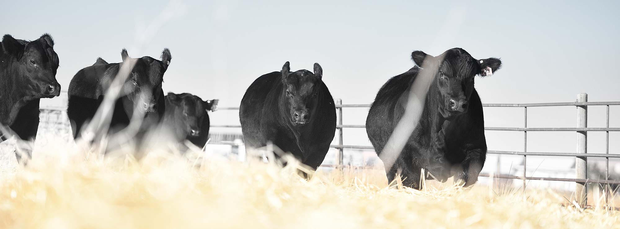 Cattle in a Pen