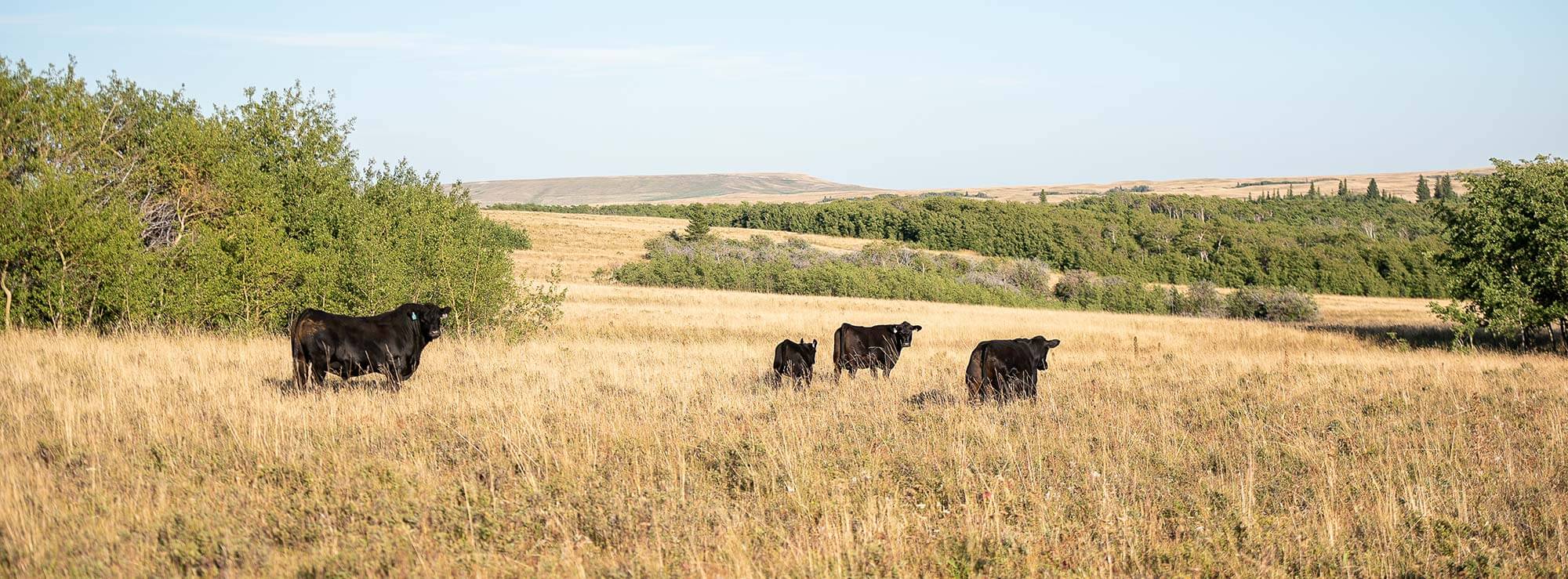 Sire and Cows in Field